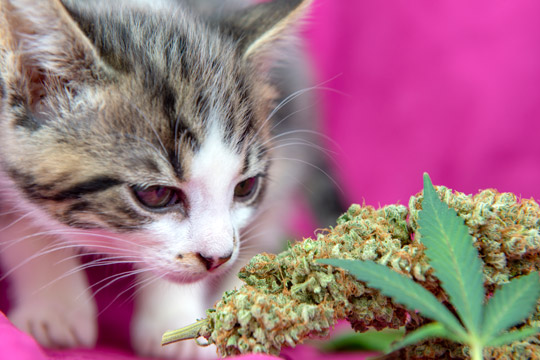 Cat smelling cannabis