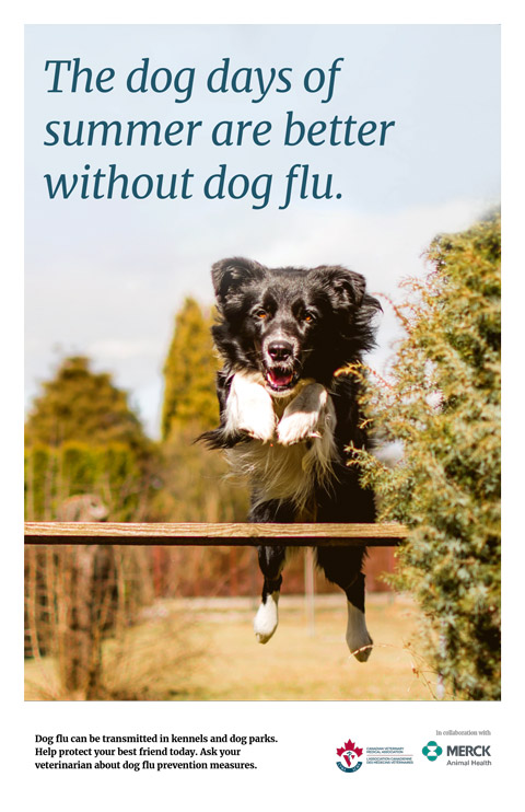 Poster: The dog days of summer are better without dog flu.