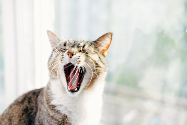 Cat yawning