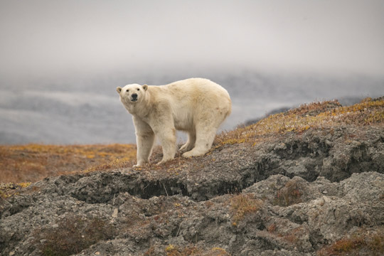 Polar bear