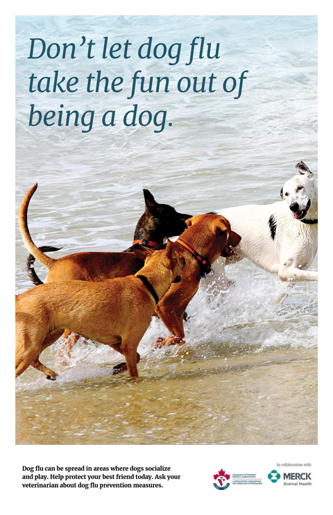 Poster: Don’t let dog flu take the fun out of being a dog.