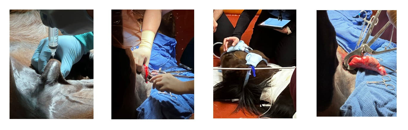 Animal Castration procedures
